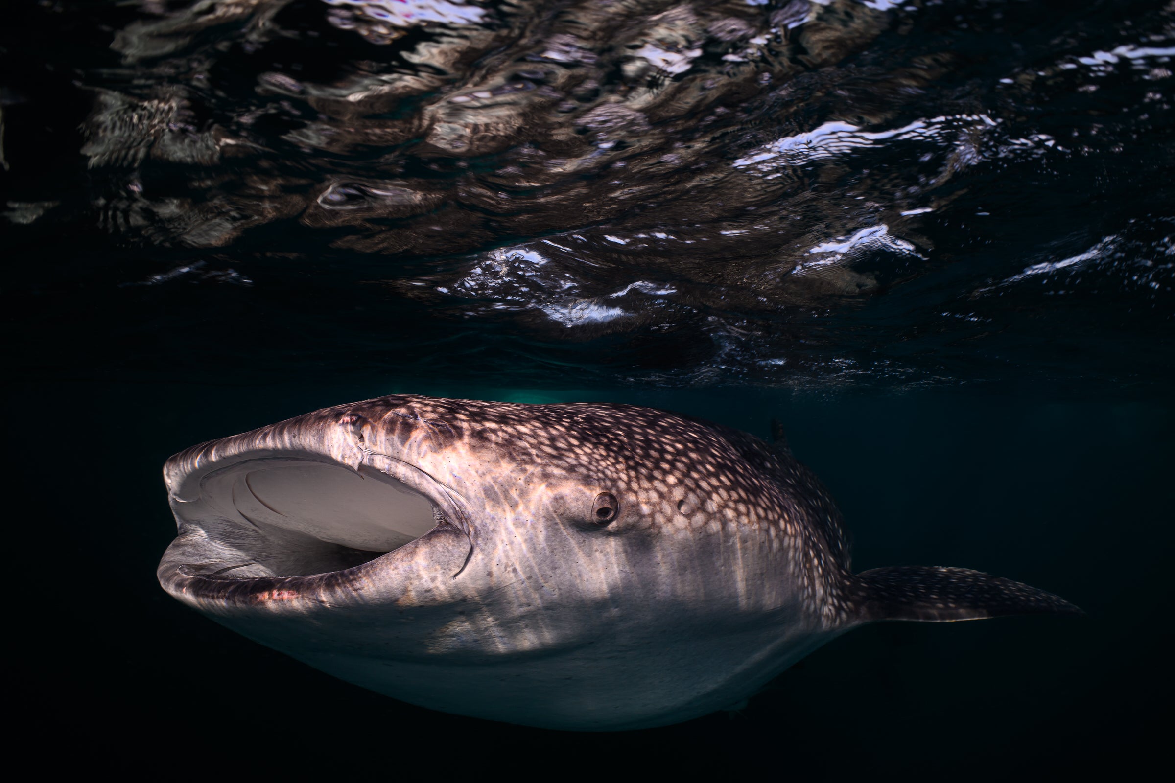 whaleshark