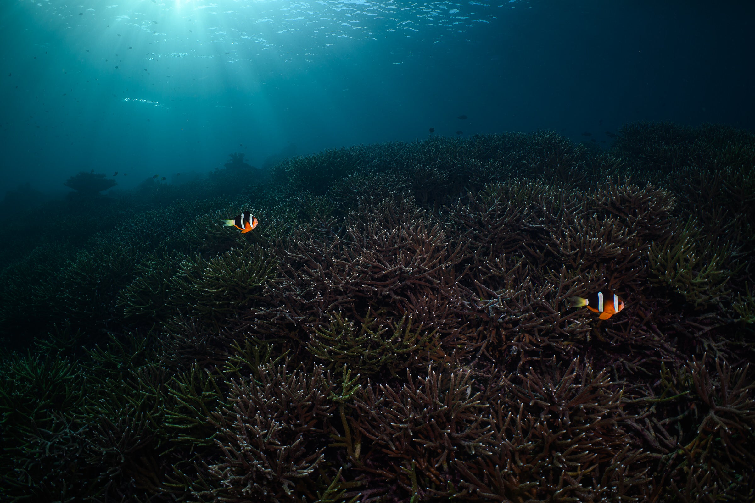 anemone fish over a coral reef