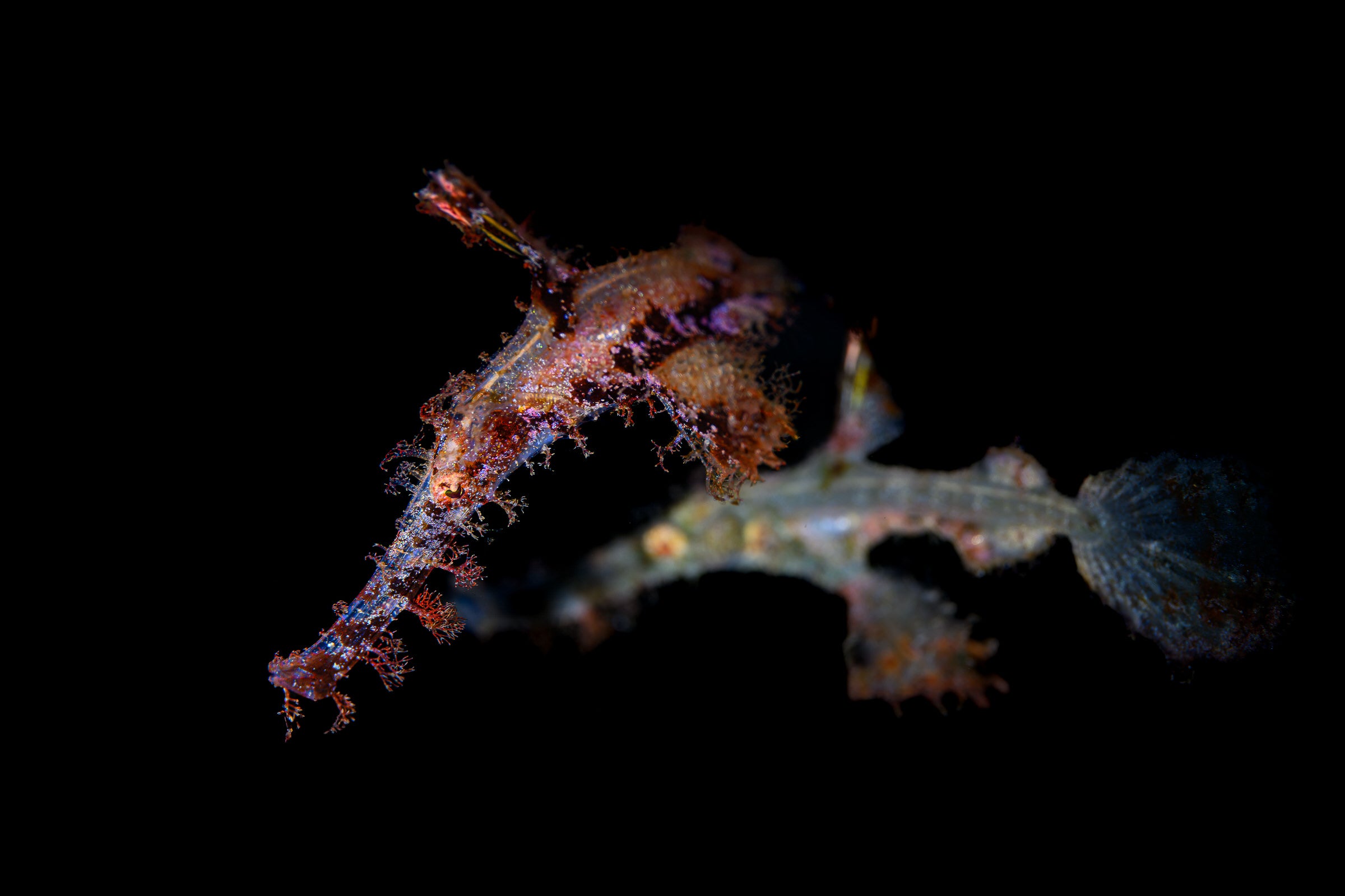 robust ghost pipefish