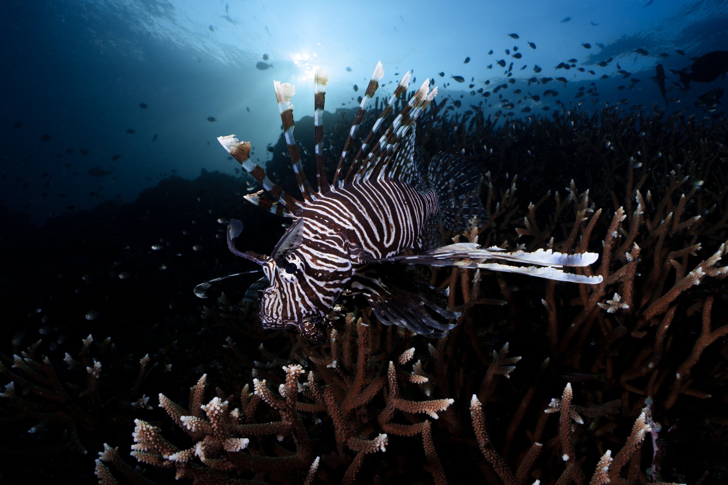 lionfish over reef in raja ampat