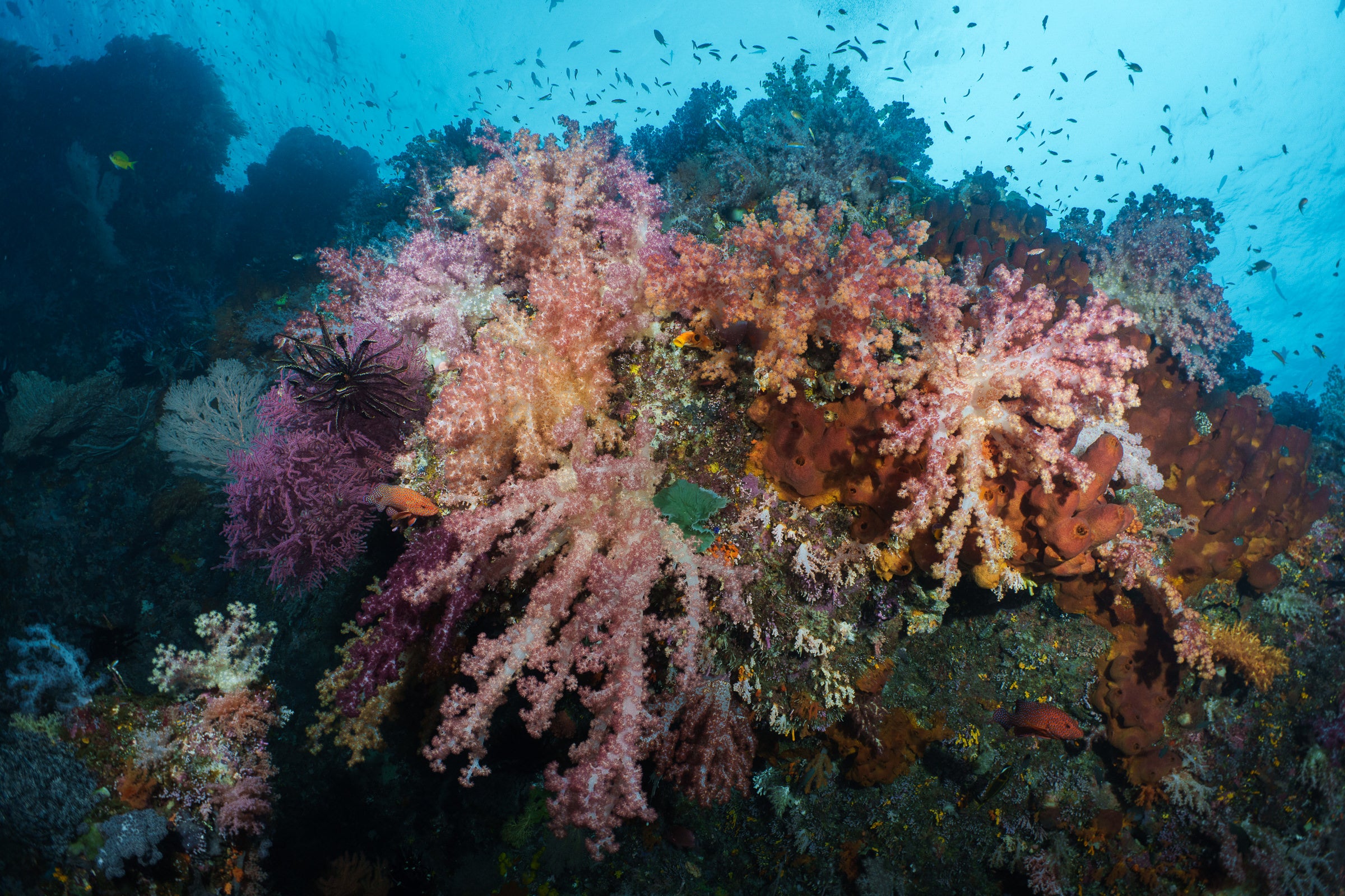 soft corals in raja ampat