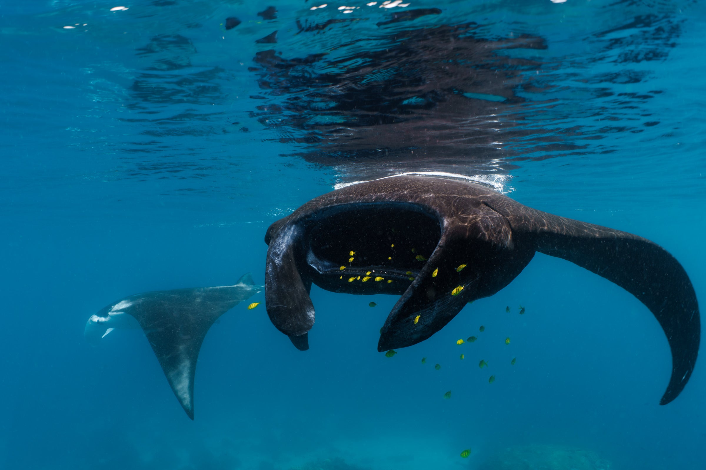 manta rays raja ampat