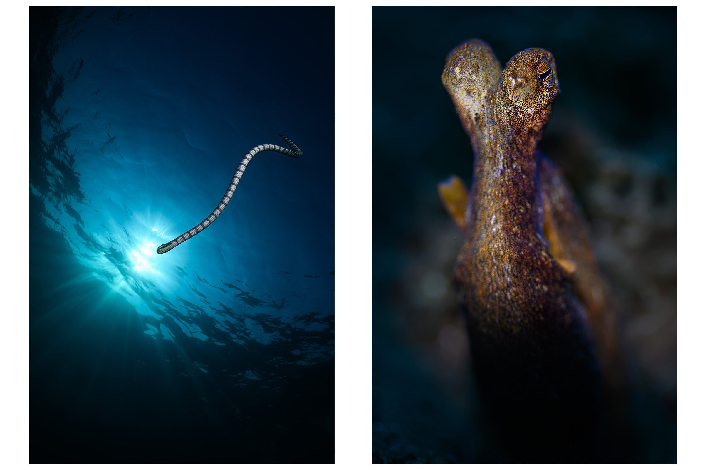 olive sea snake and longarm octopus