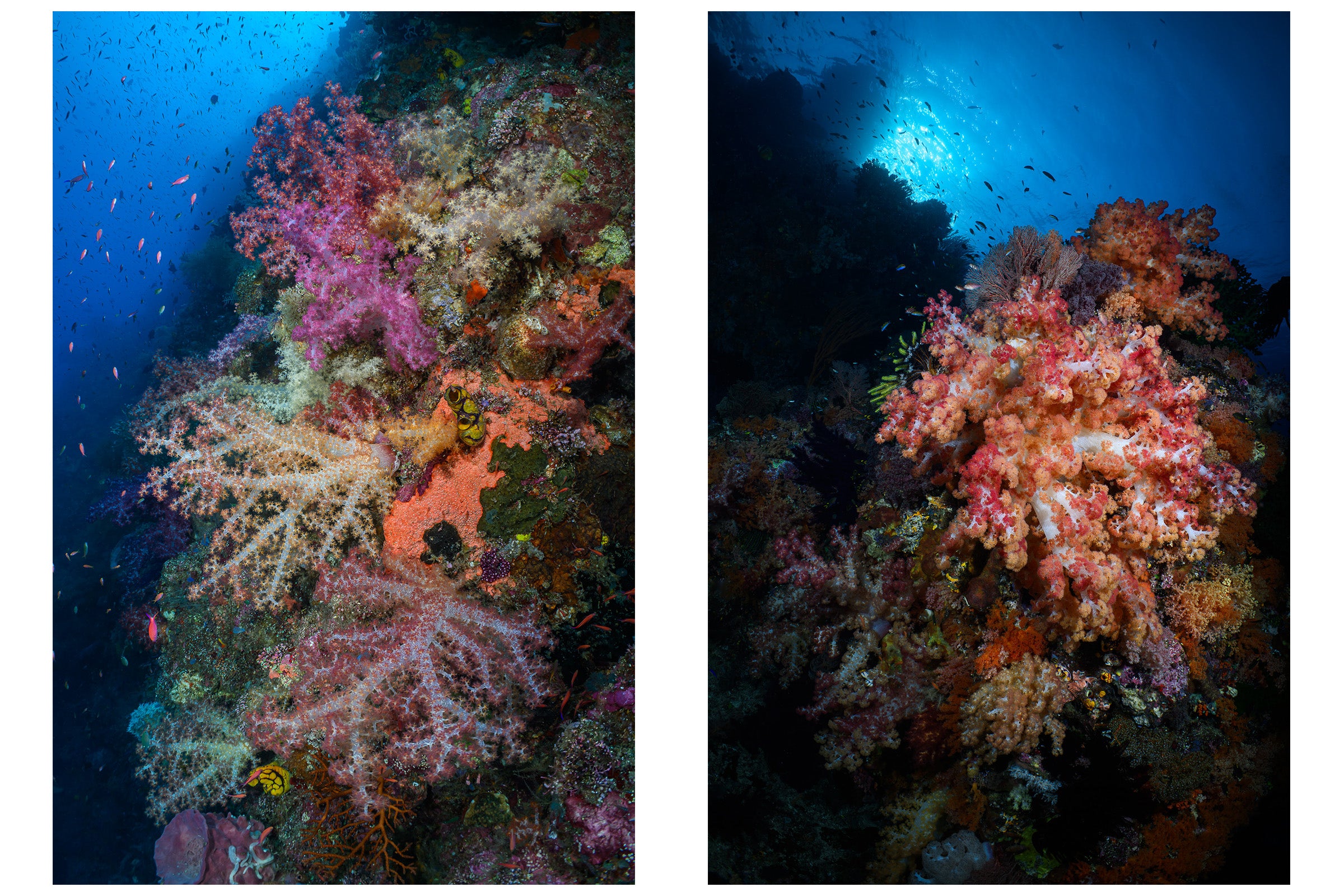 Indonesia reef scenes with soft coral and fish