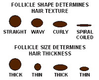 follicle image description