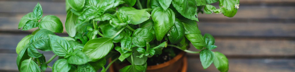 A wooden background with a potted basil plant in a terracotta planter.