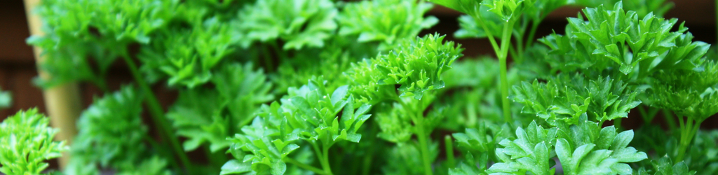 An up close picture of a bright parsley plant.