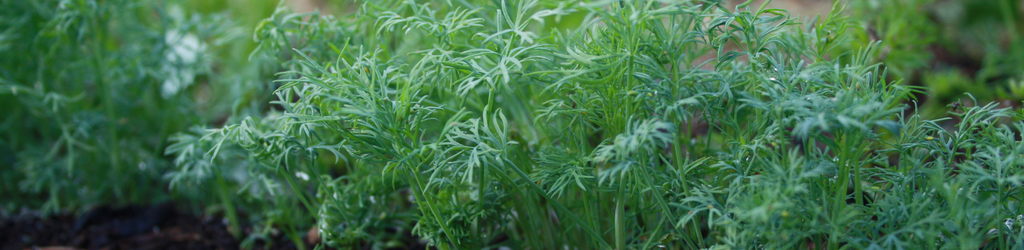 An up close dill plant.