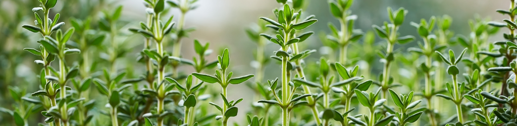 Up close image of a thyme plant. 