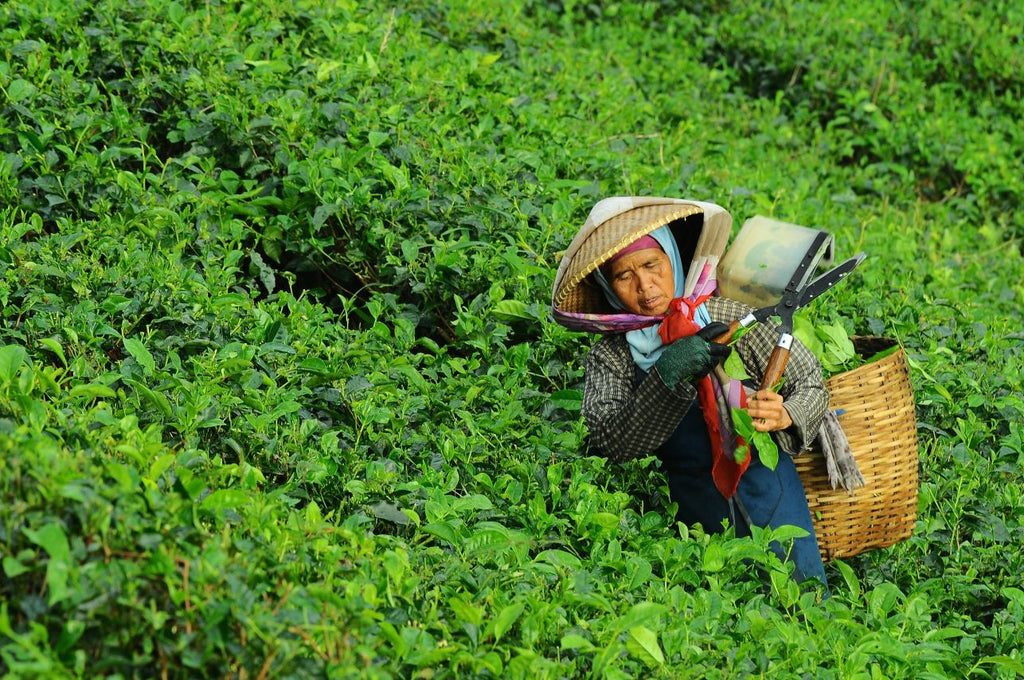 Tea fields picker in Indonesia
