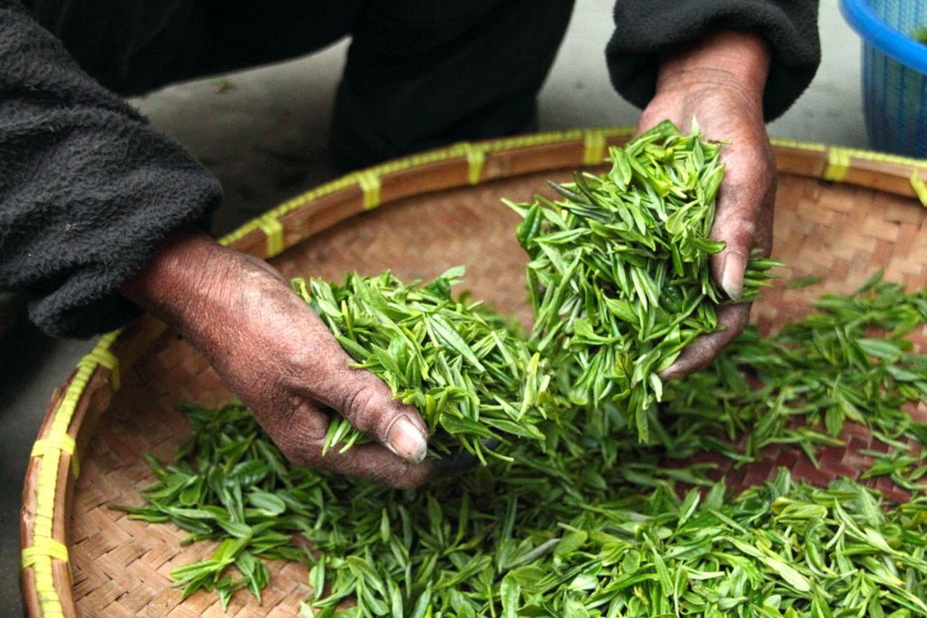 Sorting tea leaves