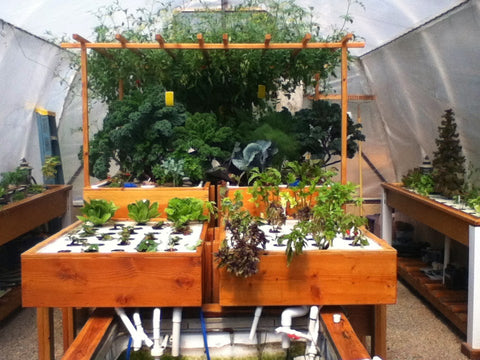 Aquaponics System