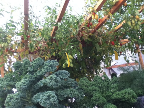 Growing Kale in Aquaponics