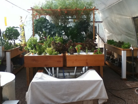 Aquaponics Systems