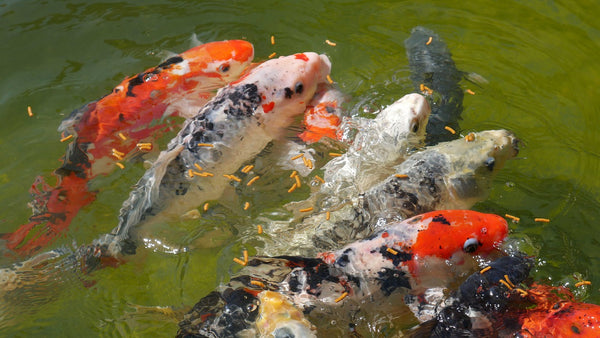 Fish Feeding In Aquaponics