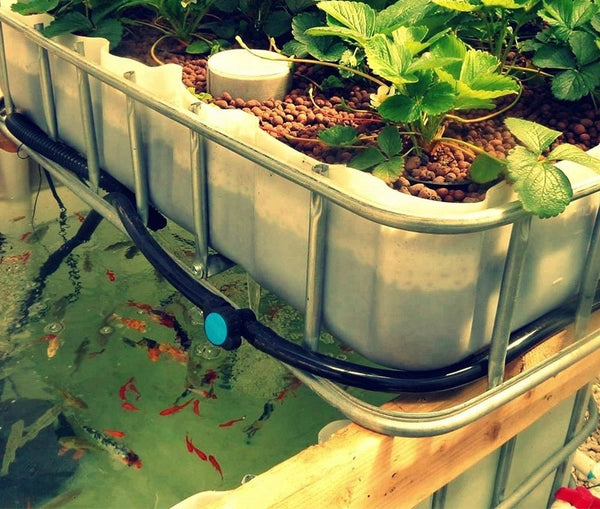 Media Based Aquaponics Syste,