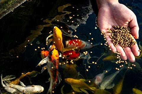 What to feed fish in a pond? Developing a feeding program for your