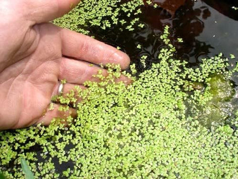 Duckweed in Aquaponics System