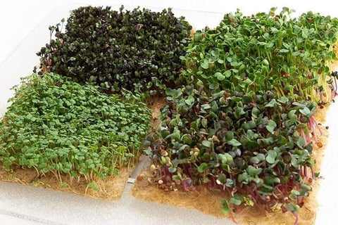 How to Grow Microgreens in Aquaponics