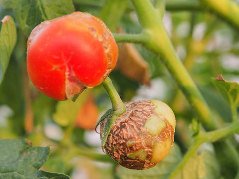 Nutrient Deficient Tomato in Aquaponics