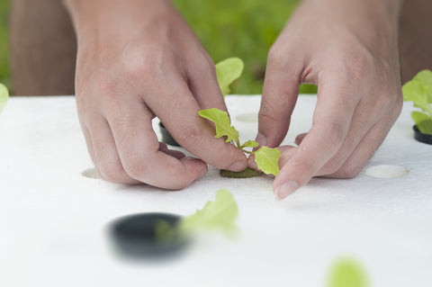 Transplanting Aquaponics Plants