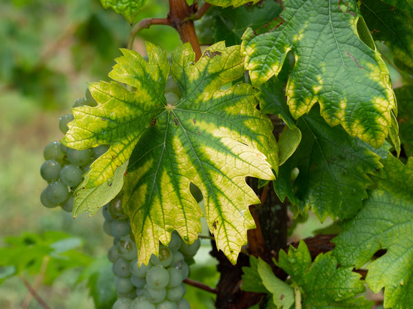 Interveinal chlorosis caused by iron or nitrogen deficiency on a grape vine with grapes in aquaponics.