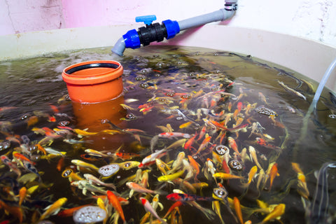 Fish in Aquaponics System