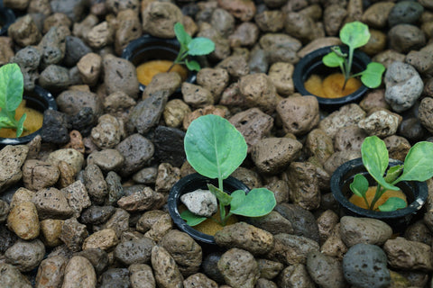 Adding Plants in Aquaponics