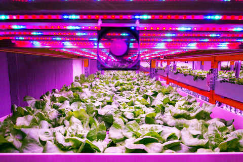 Grow Light in Aquaponics System