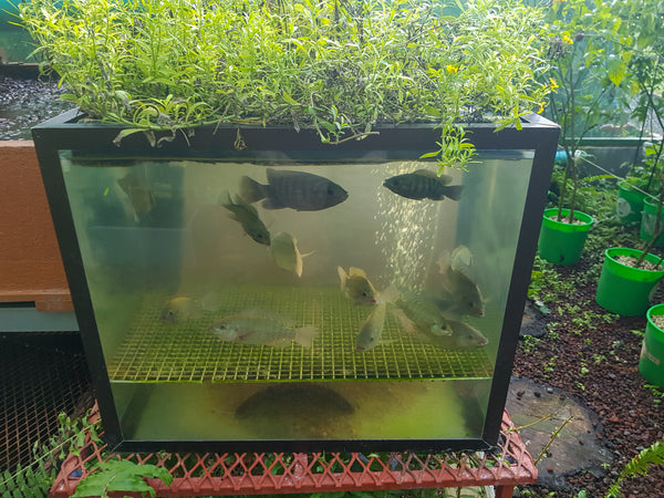 Aquaponics Fish Diseases