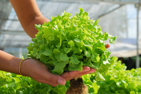 Harvesting Aquaponics Plants