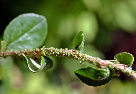 Aphids in Aquaponics Plants