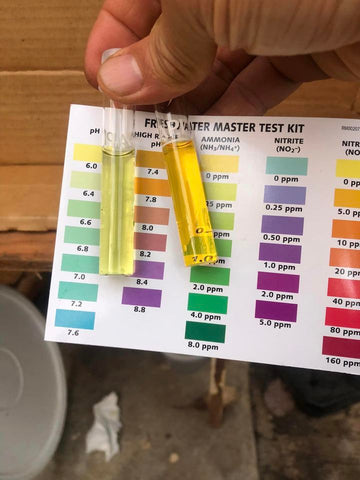 Water Test in Aquaponics