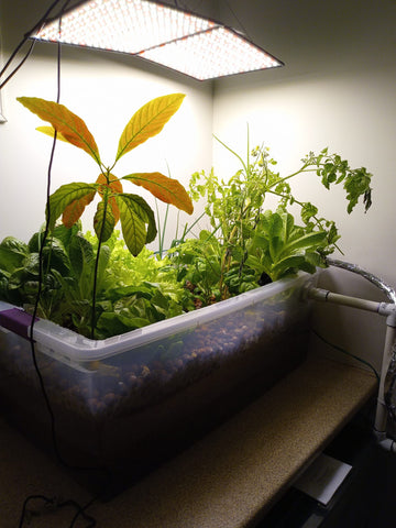 Grow Light In Aquaponics System