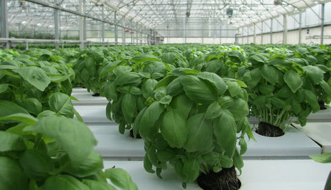 Basil in Aquaponics