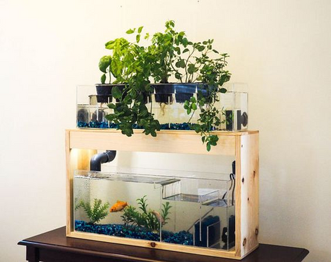 DIY Desktop Aquaponics System