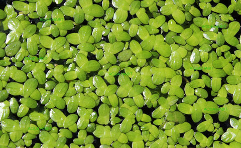 Duckweed for Aquaponics