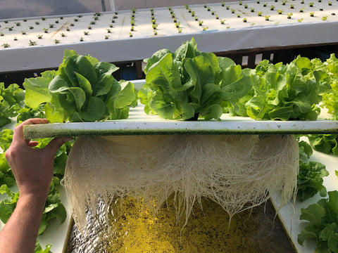 Lettuce in Aquaponics