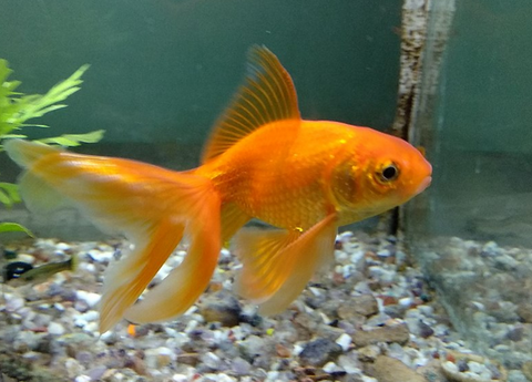 Fantail Goldfish