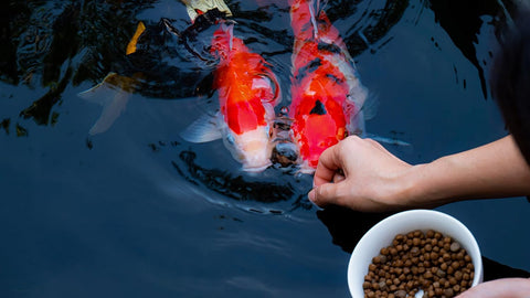 Fish Feeding on Aquaponics