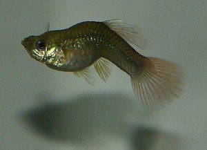 Tuberculosis in Aquaponics Fish