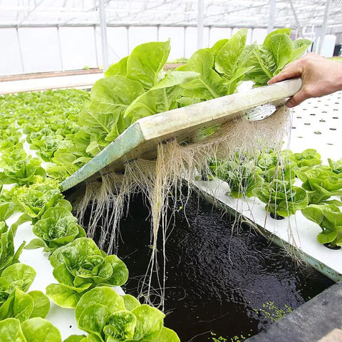 Harvesting Lettuce in Aquaponics