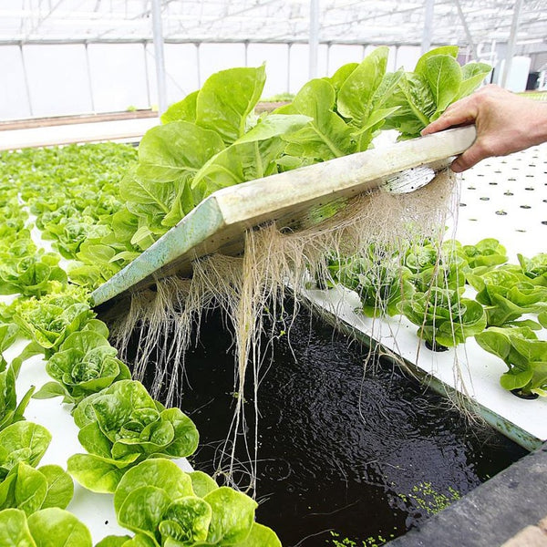 Floating Rafts is Aquaponics