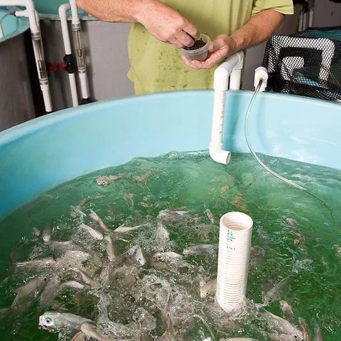 Fish feeding in Aquaponics