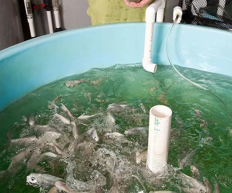 Fish in Aquaponics System