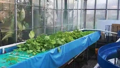 An Indoor Aquaponics System