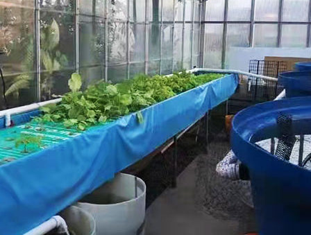 Indoor Aquaponics System