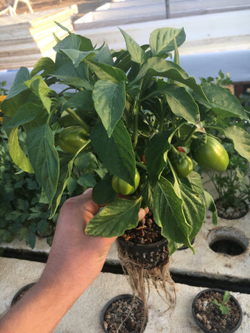 Chili Peppers In Aquaponics System