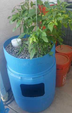 DIY One Barrel Aquaponics System