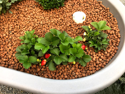 Grow Media in Aquaponics